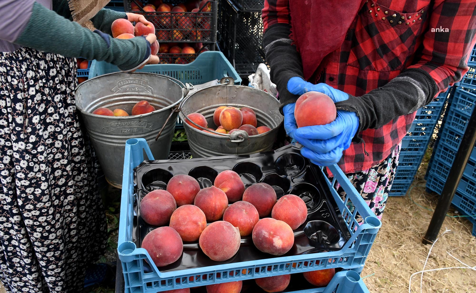 KUŞADASI'NDA ‘FRESH RED’ CİNSİ ŞEFTALİNİN HASADINA BAŞLANDI
