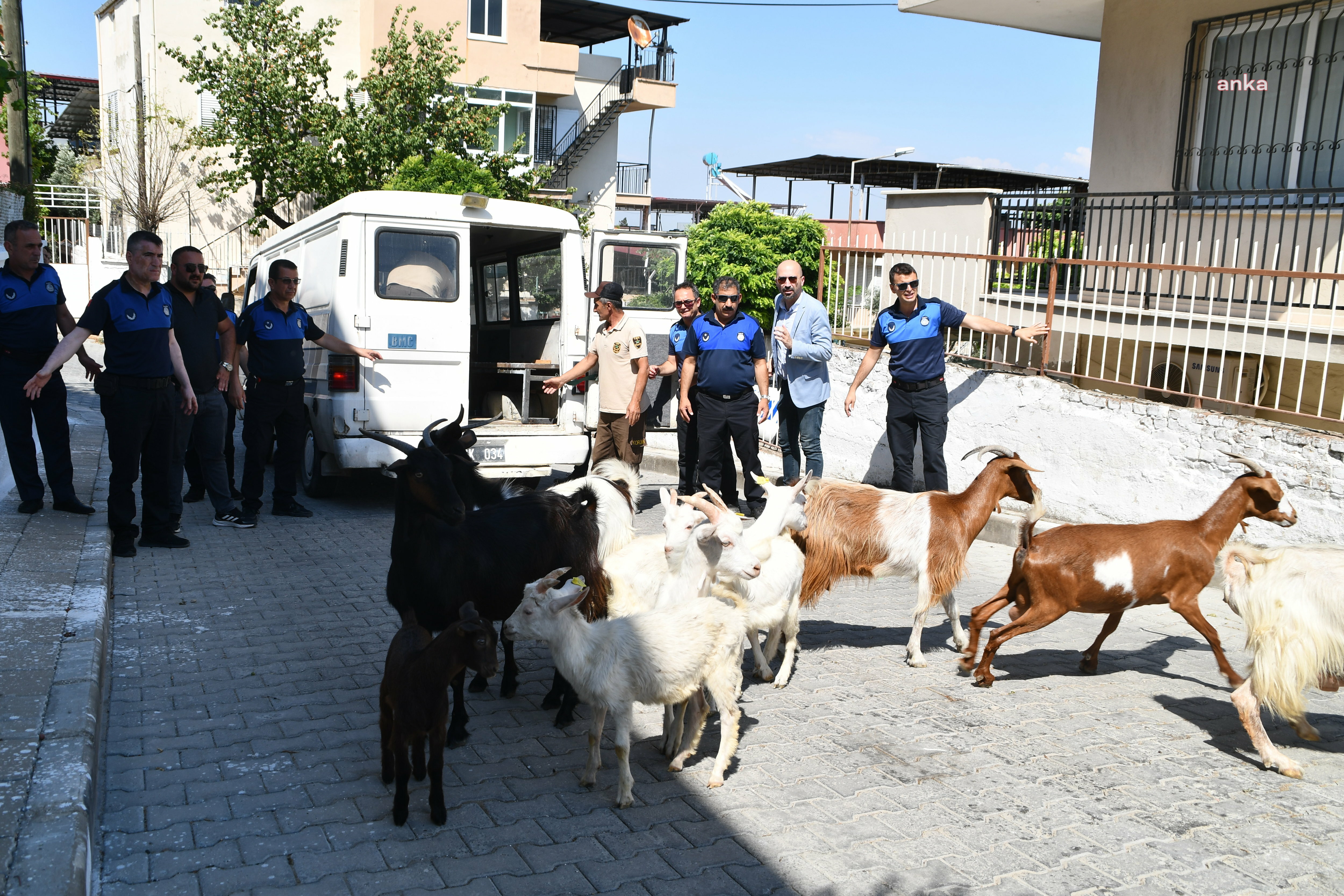 SÖKE’DE BAŞIBOŞ KEÇİLERE OPERASYON