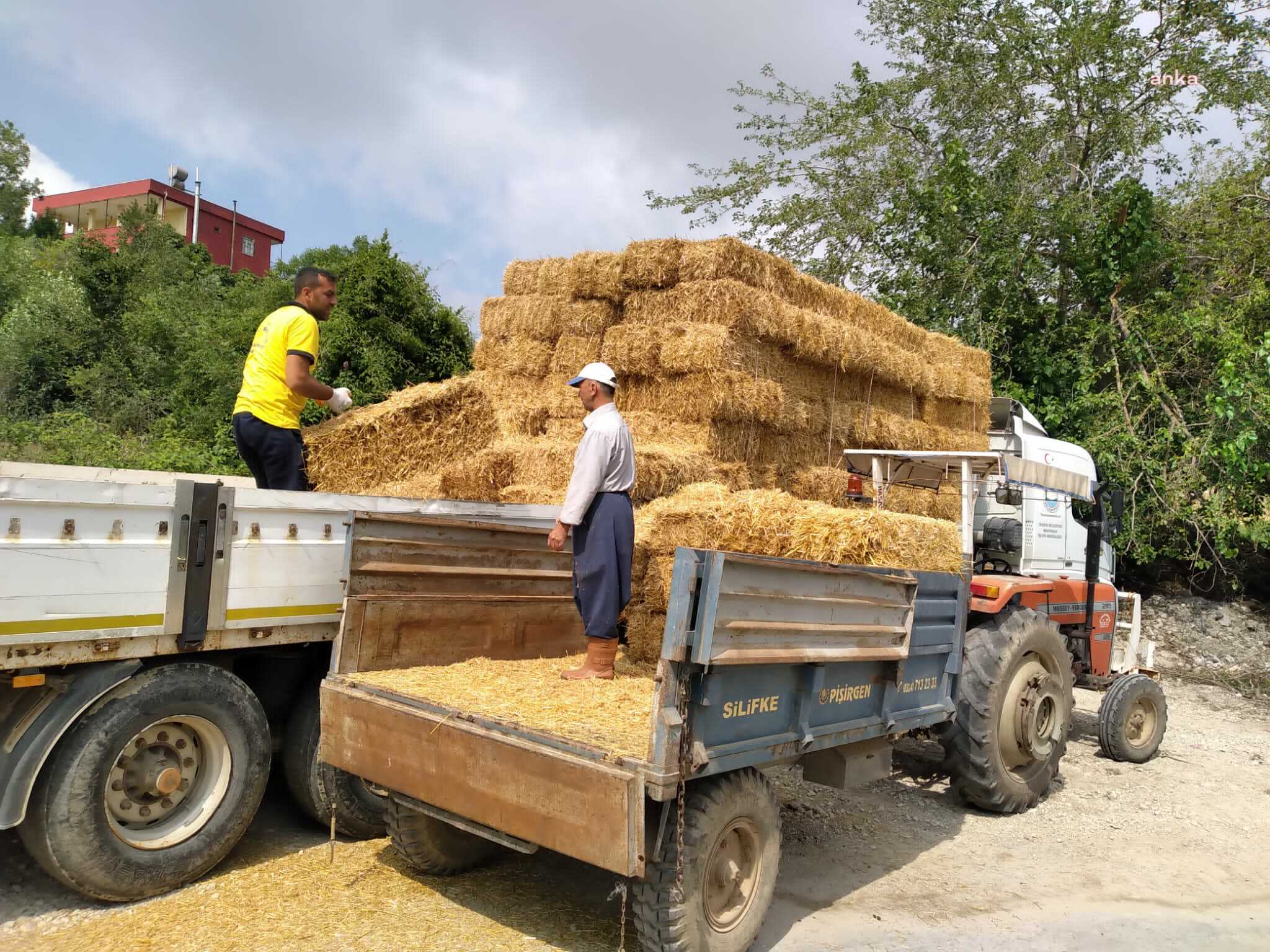 TARSUS BELEDİYESİ'NDEN ÜRETİCİYE ÜCRETSİZ SAMAN DESTEĞİ