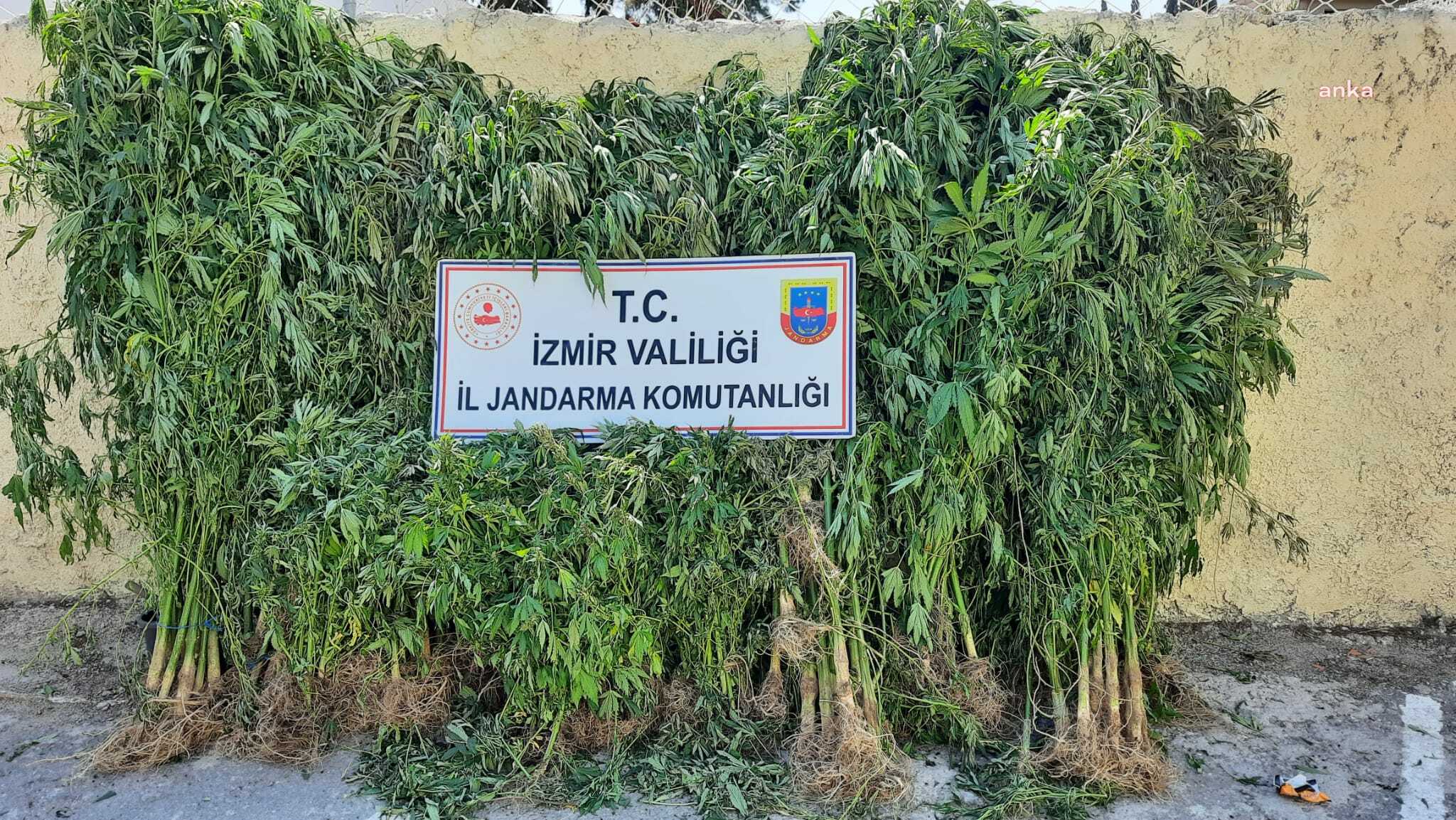 İZMİR JANDARMASINDAN 10 İLÇEDE UYUŞTURUCU OPERASYONU