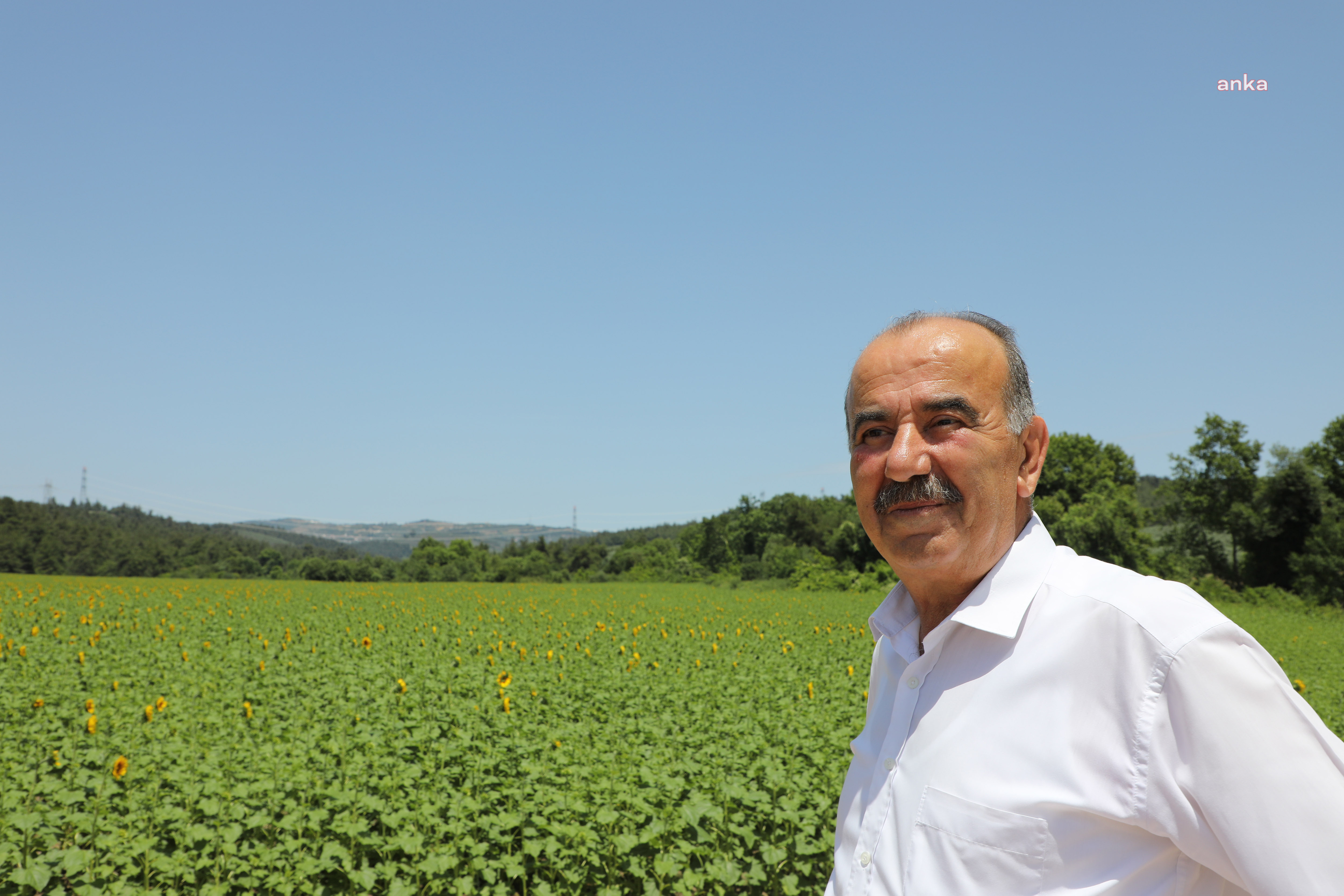 MUDANYA BELEDİYESİ’NİN AYÇİÇEKLERİ HASADA HAZIRLANIYOR