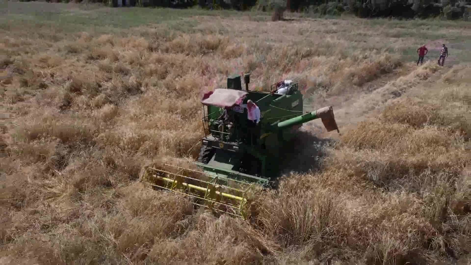 KARAKILÇIK BUĞDAYI, KEMALPAŞA’DA HAYAT BULUYOR