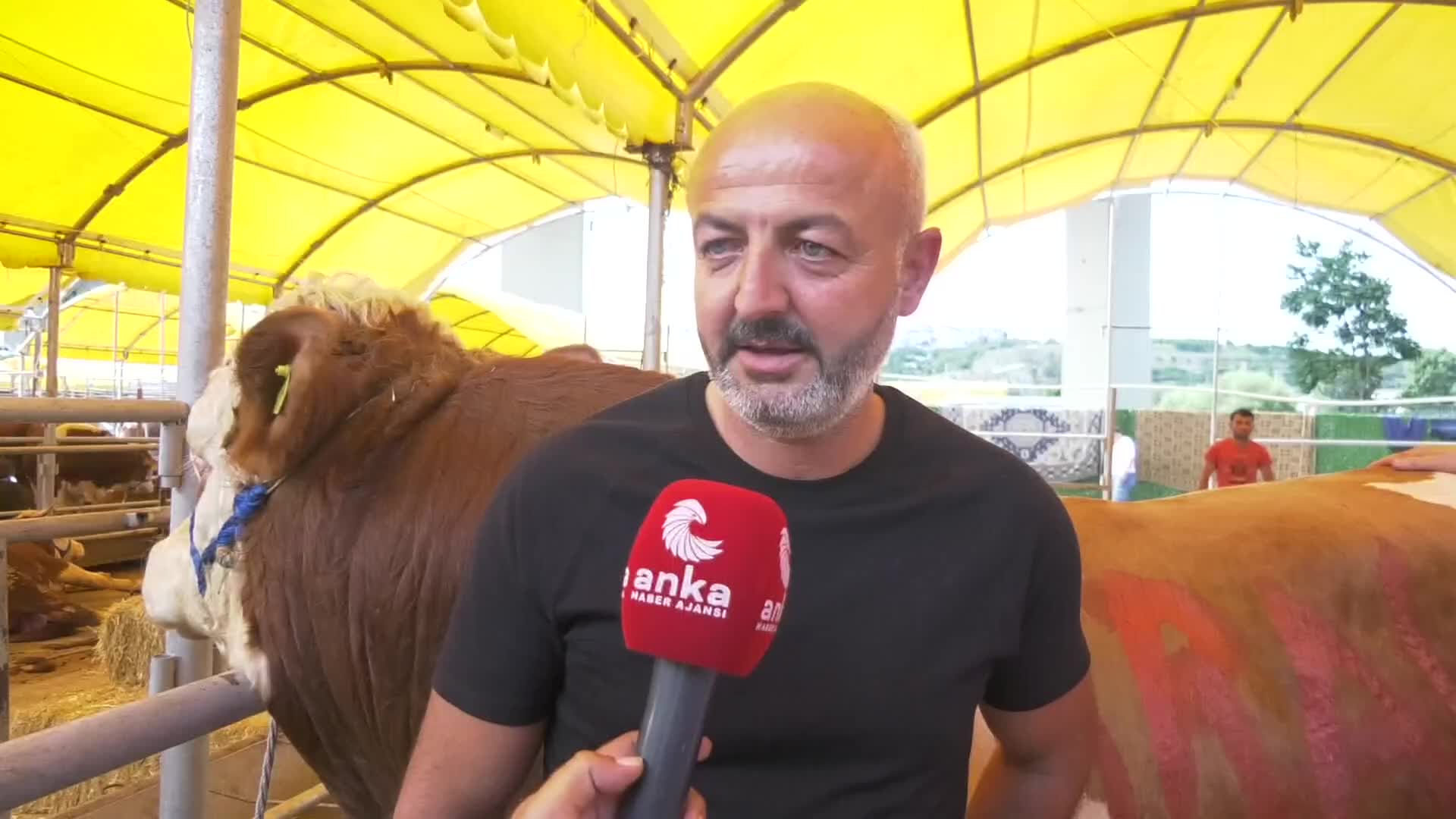 PAZARA KURBANLIK GETİREN BESİCİ MALİYETLERDEN ŞİKAYETÇİ: "BÖYLE GİDERSE KENDİ KABUĞUMUZA ÇEKİLECEĞİZ, BESİCİLİK YAPMAYACAĞIZ"