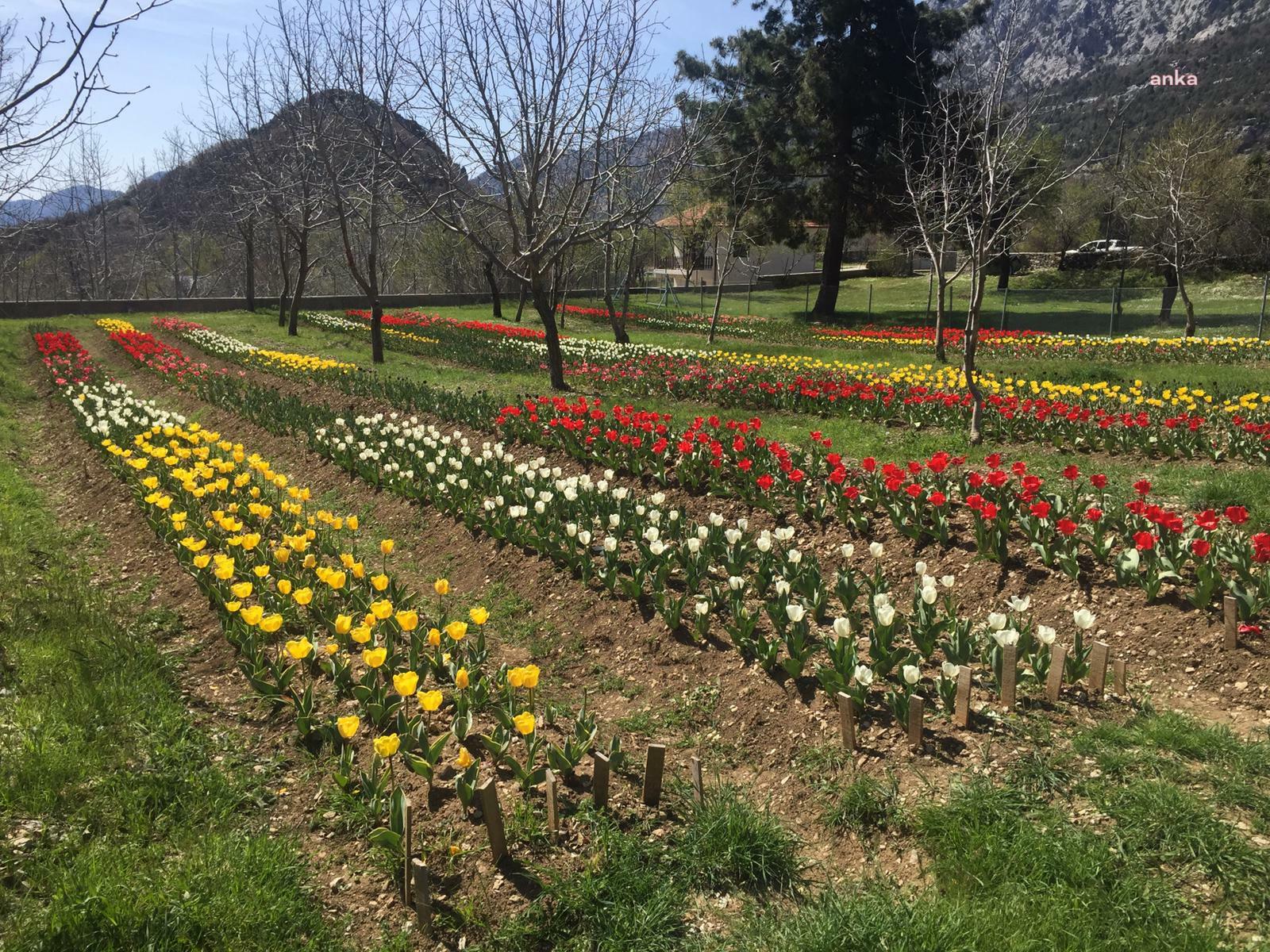 ANTALYA'DA LALE SOĞANI HASADI