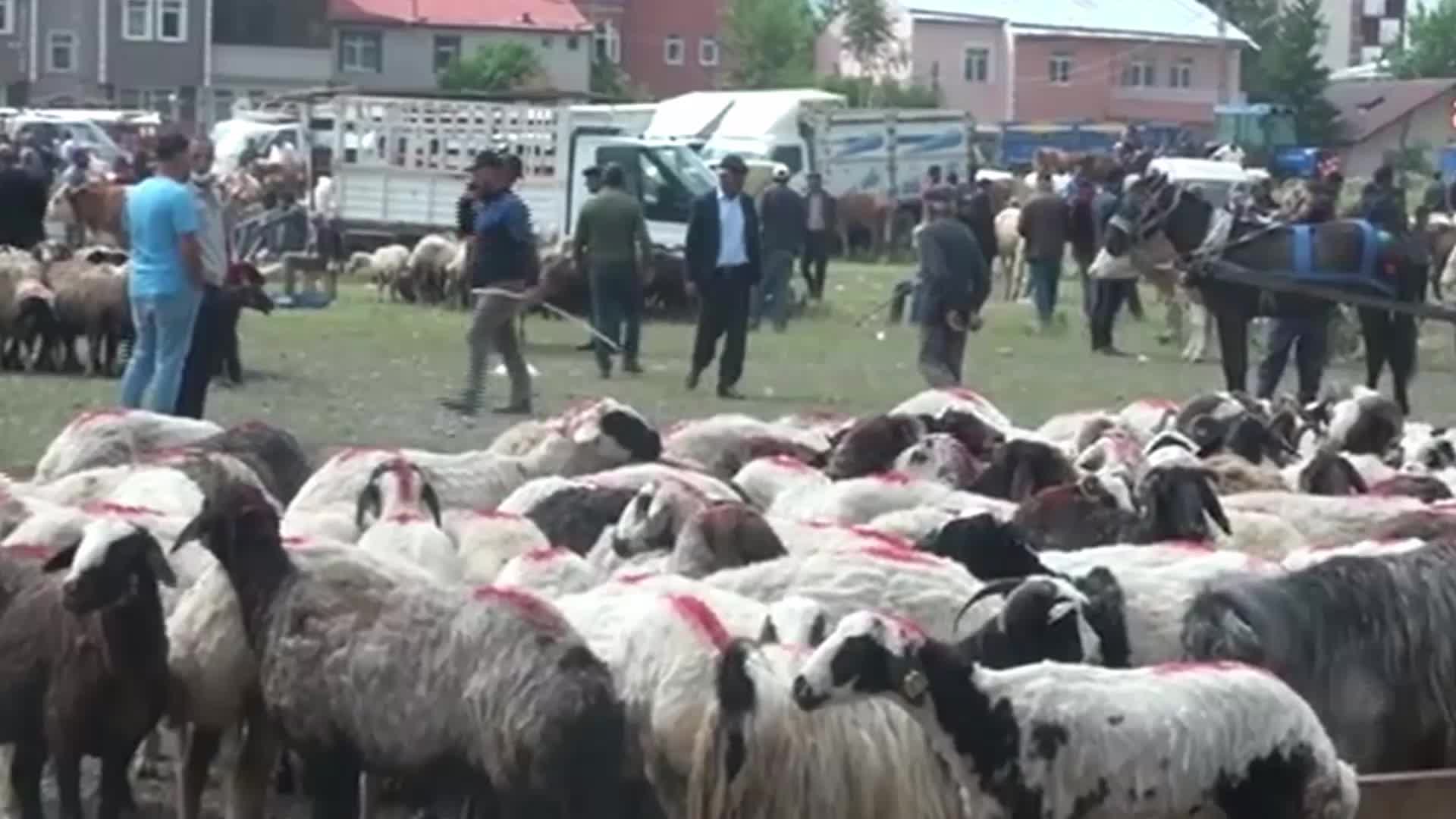 KARS'IN KURBAN PAZARINDA ALICI DA SATICI DA MEMNUN DEĞİL