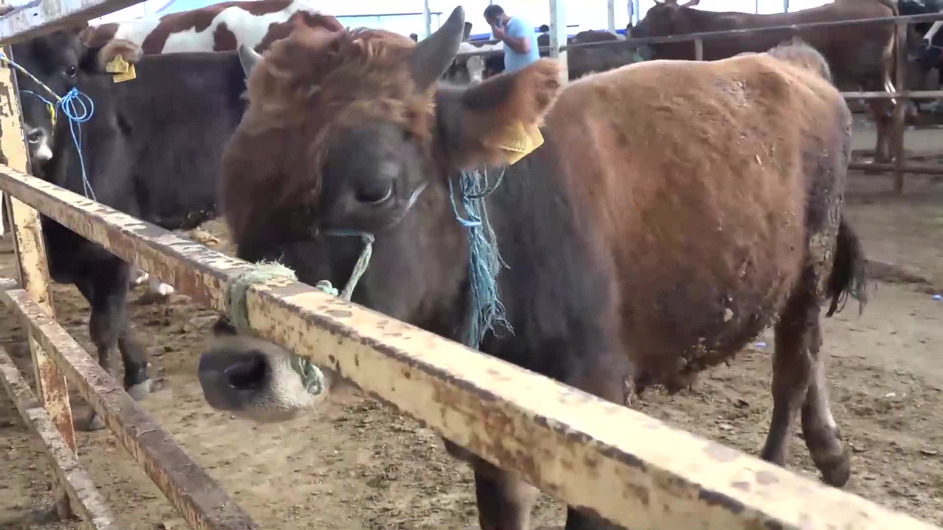 AKSARAYLI VATANDAŞ, YÜKSEK FİYATLAR NEDENİYLE KURBANLIK ALAMAMAKTAN DERT YANDI: "ANCAK TAVUK VE HOROZ KESERİZ"