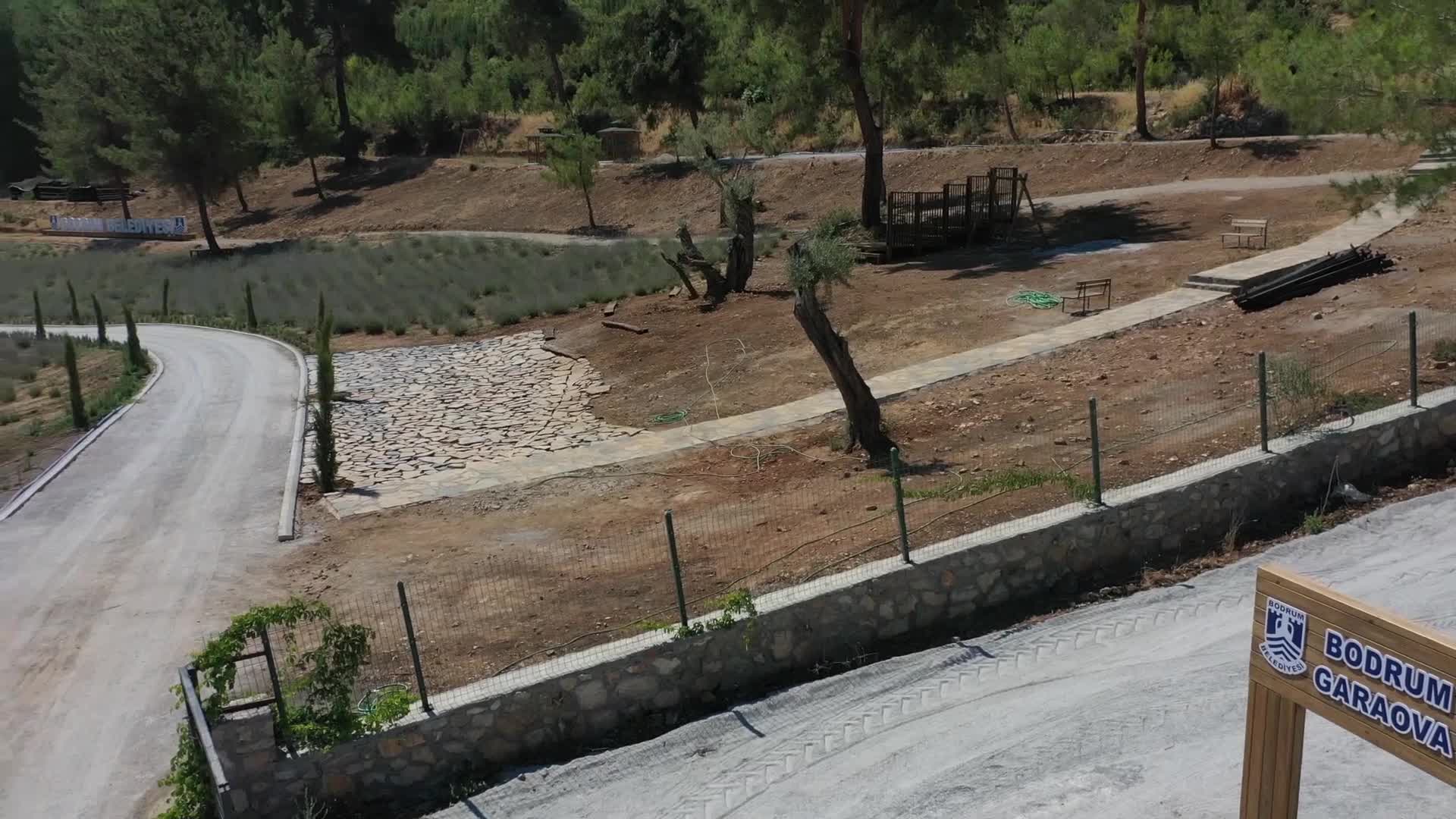 BODRUM KARAOVA’DA LAVANTA HASADI BAŞLADI