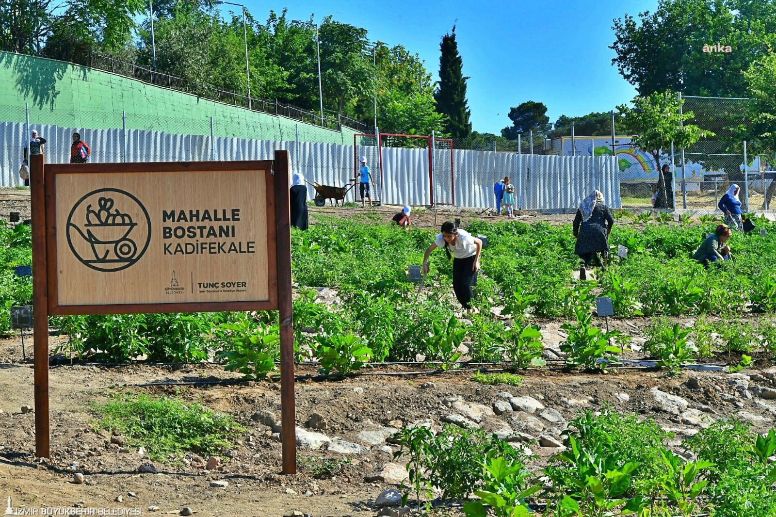 KADİFEKALE BOSTANI'NDA HASAT BAŞLADI