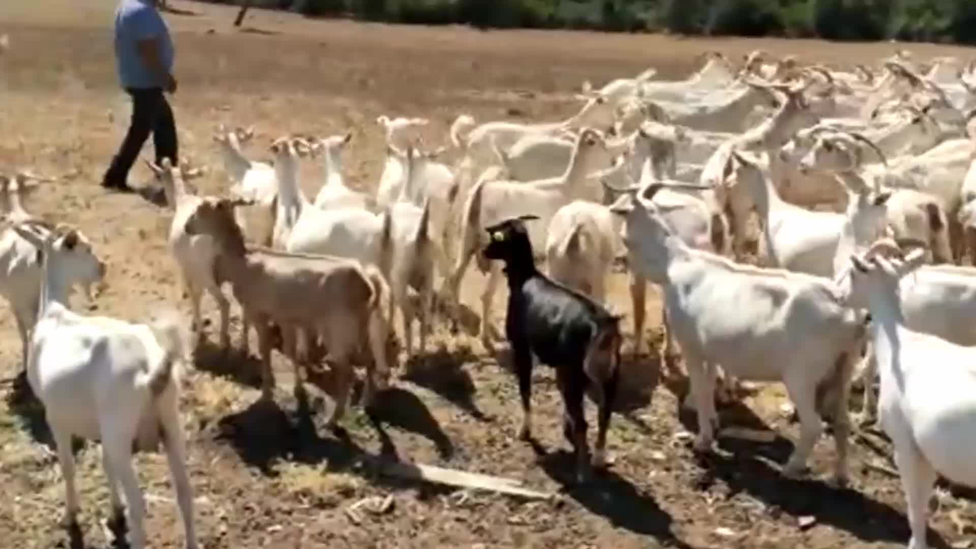 ÇANAKKALELİ BESİCİ: BENDEN 8 TL'YE ALDIĞI SÜTÜ 55 TL’YE SATIYORLAR. BİZİM HAKKIMIZI KİM SAVUNACAK