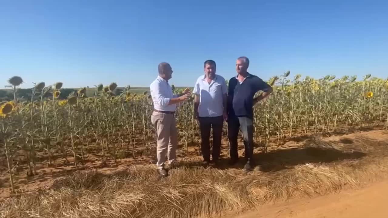 TRAKYA'DAKİ AYÇİÇEĞİ TARLALARINI ÇAYIR TIRTILLARI İSTİLA ETTİ, CHP'Lİ AYGUN TRAKYA'NIN DOĞAL AFET BÖLGESİ İLAN EDİLMESİ İÇİN ÇAĞRI YAPTI