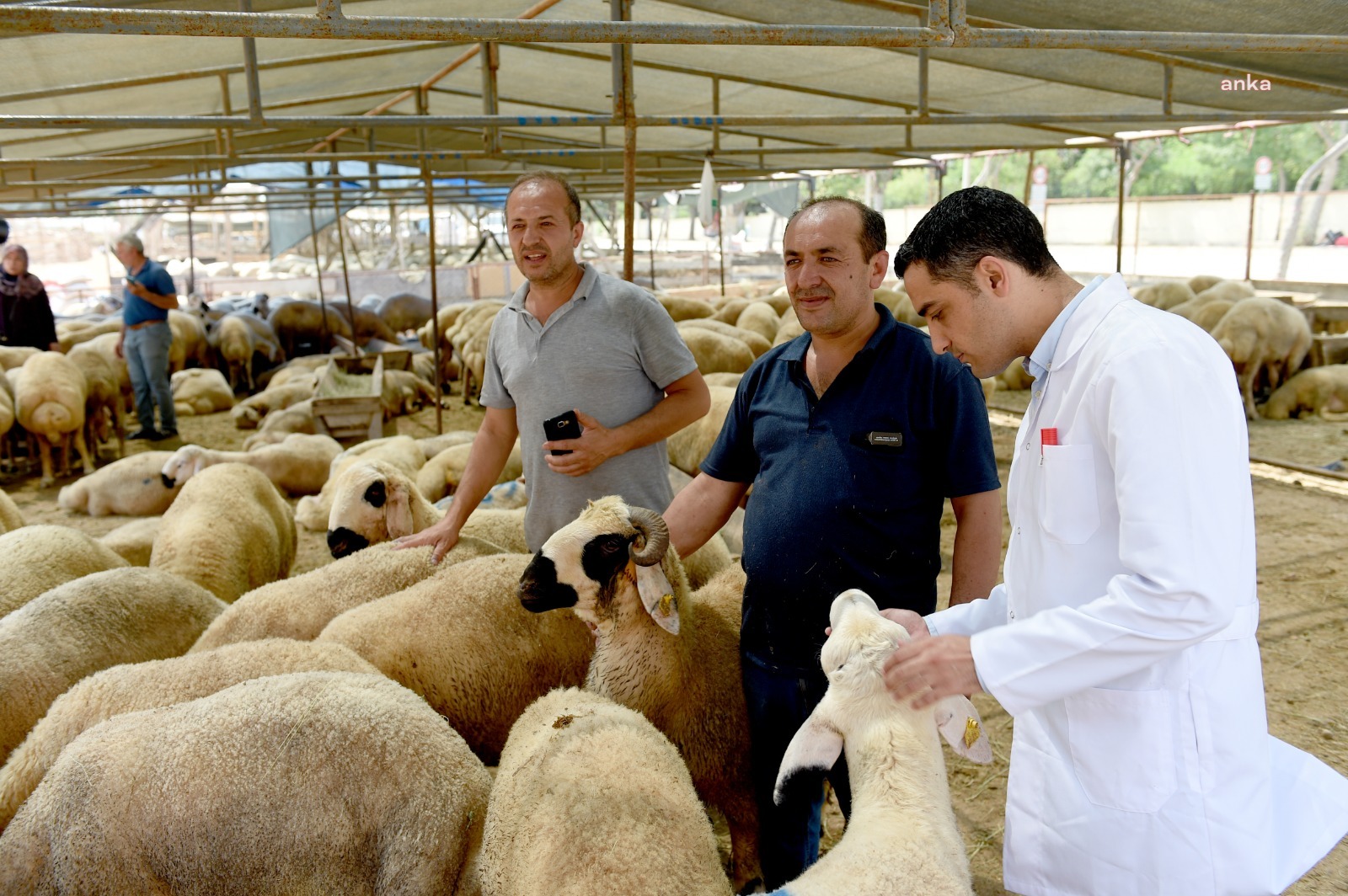 SEYHAN BELEDİYESİ, BAYRAMDA YAKLAŞIK 4 BİN KURBANLIĞIN KESİMİNİ ÜCRETSİZ YAPTI