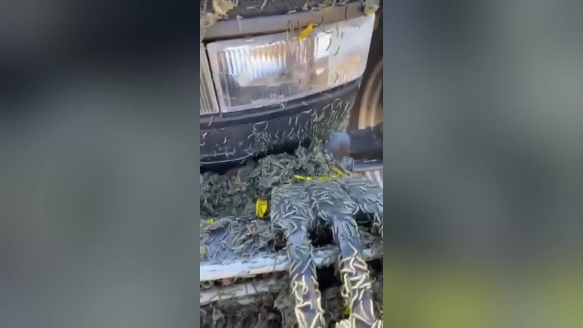 EDİRNE'DE ÇAYIR TIRTILLARI 2 GÜNDE 2 DÖNÜMLÜK YONCA TARLASINI KURUTTU