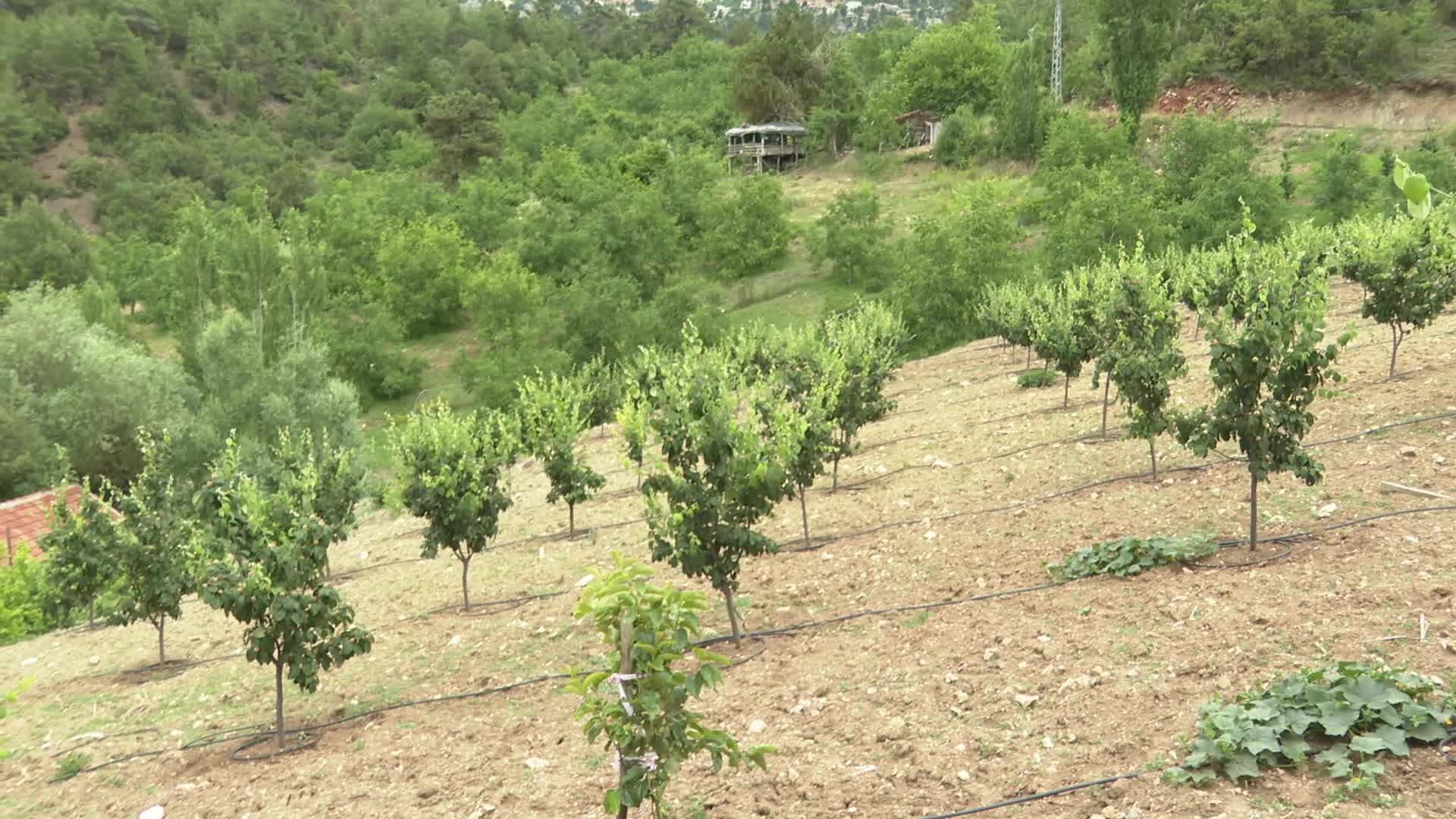 ANTALYA BÜYÜKŞEHİR BELEDİYESİ, ÜRETİCİLERE BEYAZ SİNEKLE MÜCADELE İÇİN YAPIŞKAN TUZAK DAĞITTI