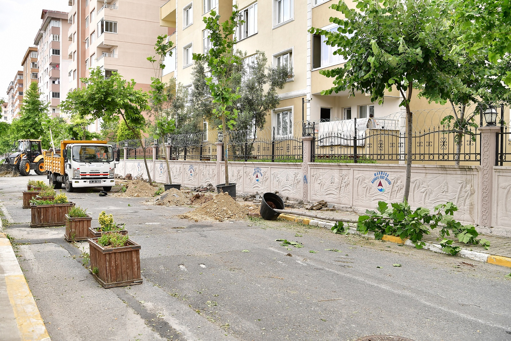 BEYLİKDÜZÜ'NDE DEVRİLEN 83 AĞACIN YERİNİ ÇINAR AĞAÇLARI ALIYOR