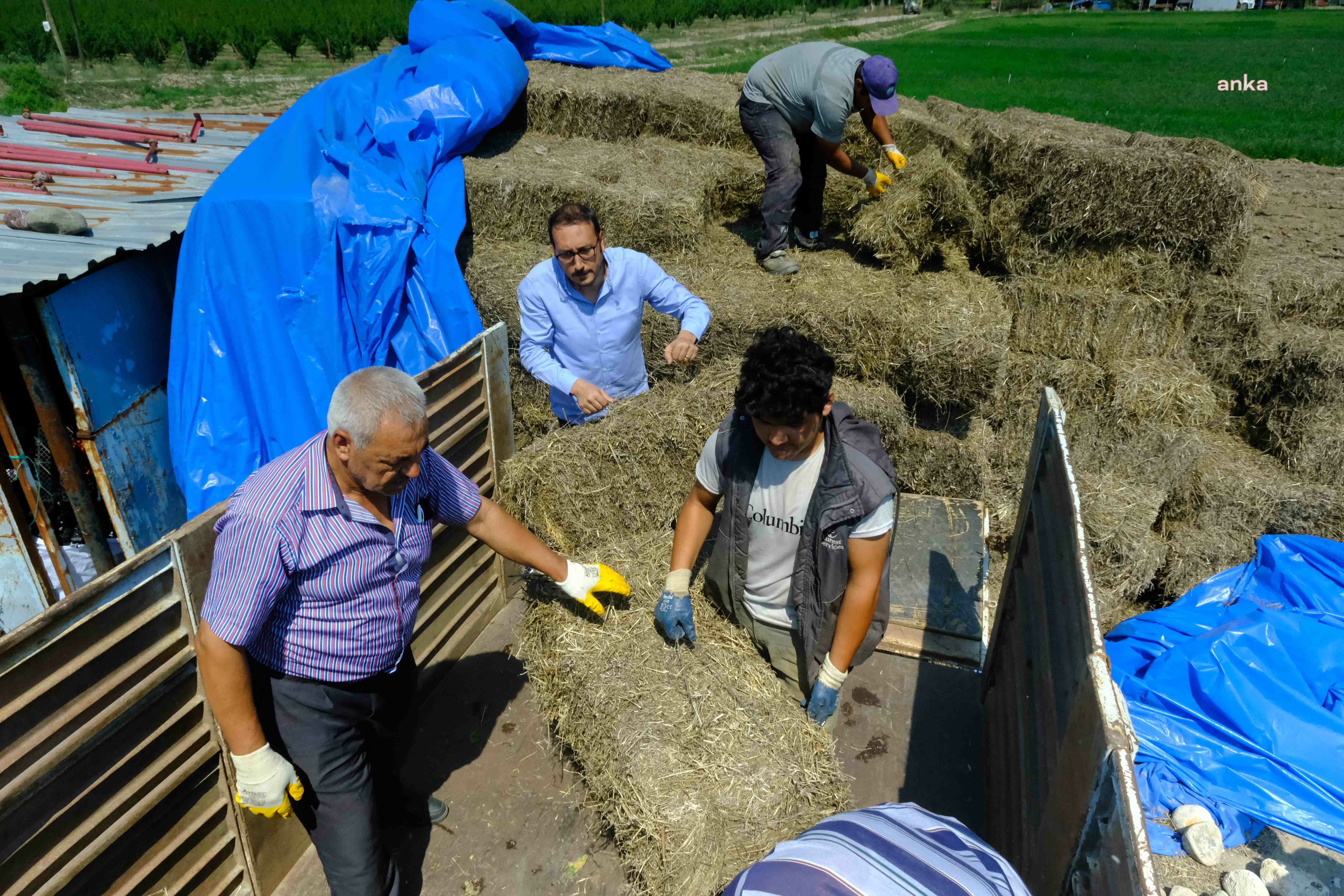 ESKİŞEHİR'DE HAYVAN ÜRETİCİLERİNE BALYA DESTEĞİ