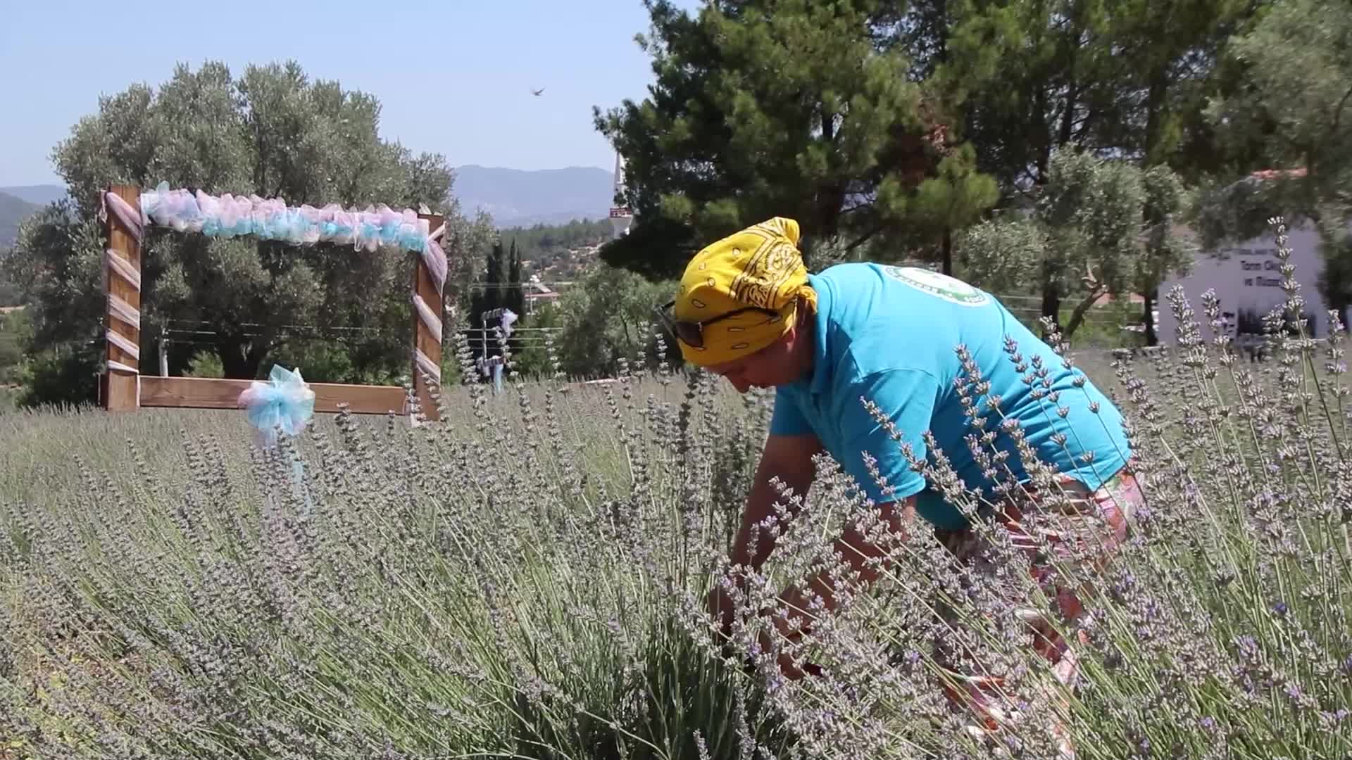 BODRUM BELEDİYESİ, LAVANTA YAĞI VE LAVANTA SUYU ÜRETECEK