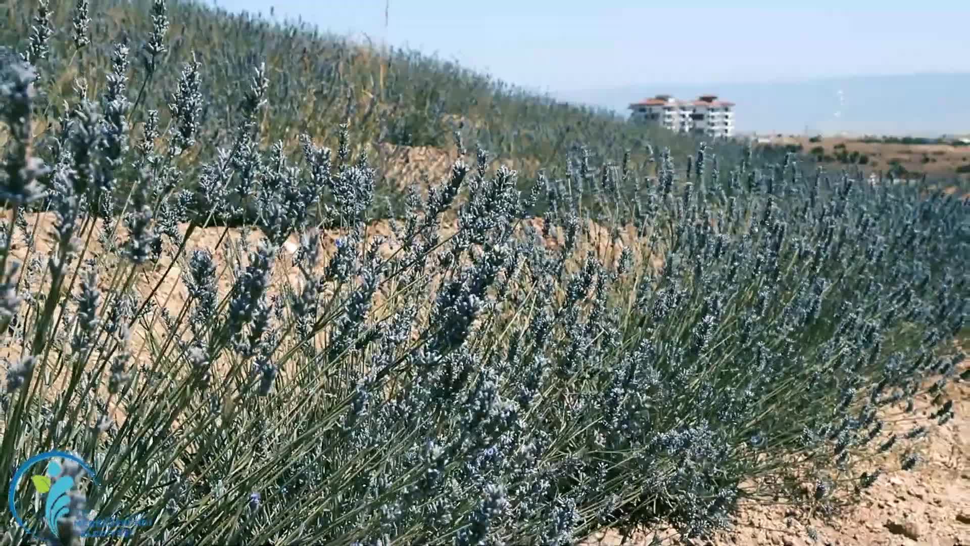 MERKEZEFENDİ’DE LAVANTA HASADI YAPILDI