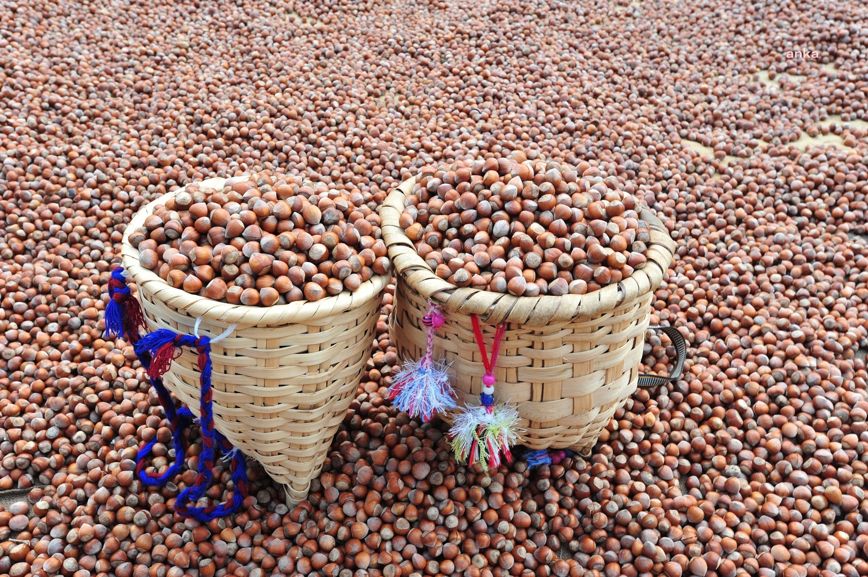 EMEP'TEN FINDIK ALIM FİYATINA TEPKİ: “FINDIK ÜRETİCİSİ KAYBEDERKEN FERRERO VE TEKELLER KAZANIYOR”