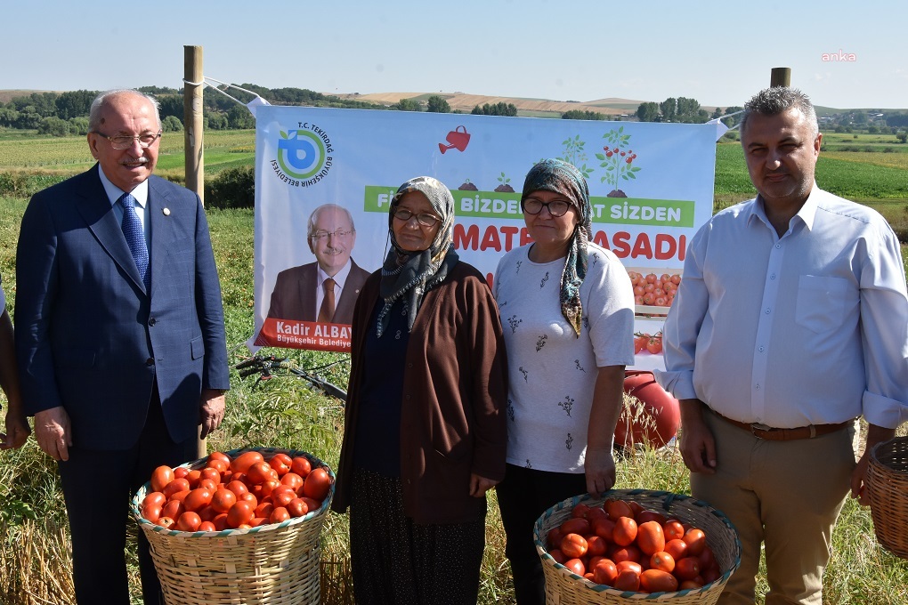 TEKİRDAĞ MALKARA'DA DOMATES HASADI YAPILDI