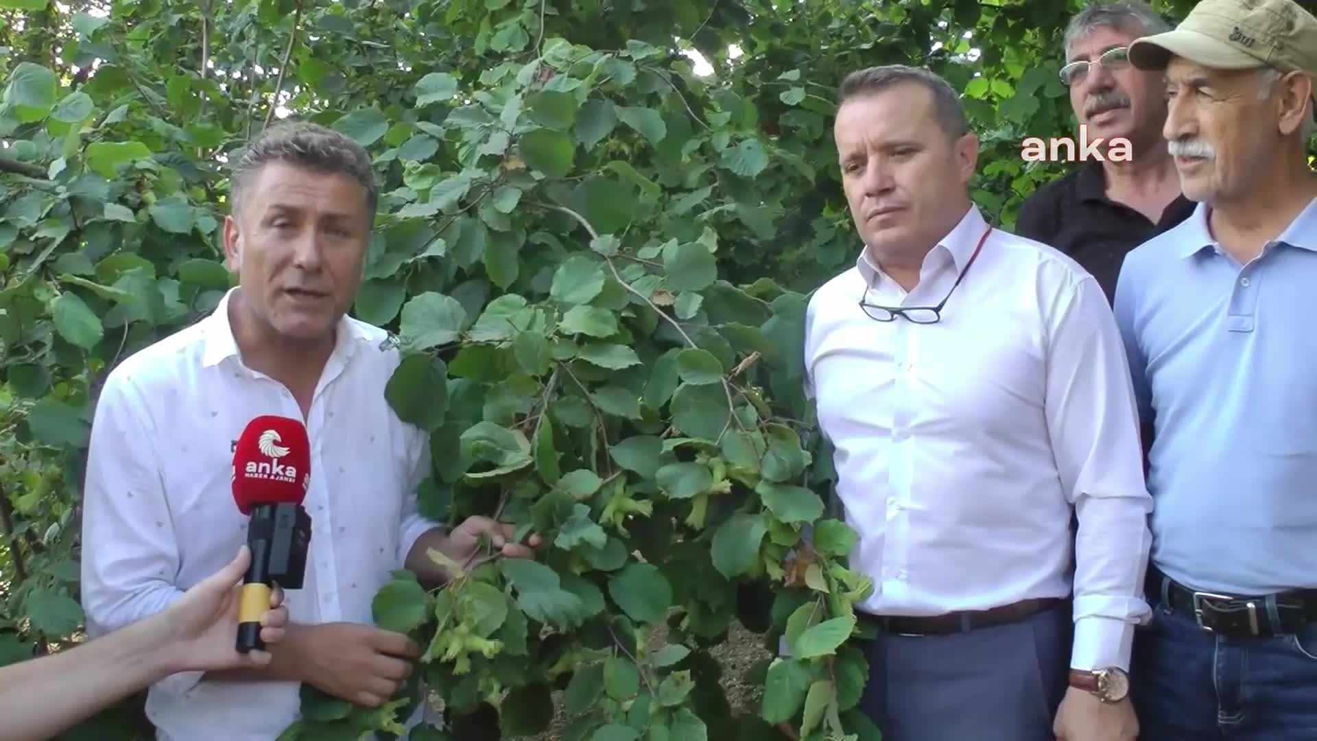 ORHAN SARIBAL: “FINDIKTA KARIN EN AZ YÜZDE 50 OLMASI ŞARTTIR. BU BİR LÜTUF DEĞİL ZORUNLULUKTUR”