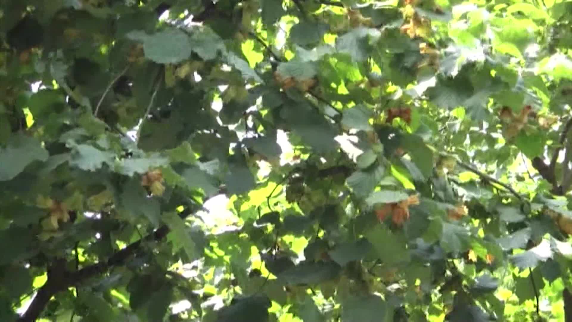 TRABZONLULAR, FINDIKTA 54 LİRA TABAN FİYATI DEĞERLENDİRDİ: “70 LİRADAN AŞAĞIDA OLMAMASI LAZIM”
