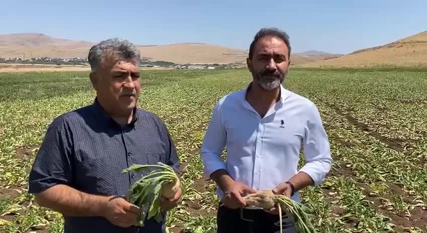ELAZIĞLI PANCAR ÜRETİCİLERİ: "BİZE SU VEREMEDİLER, DSİ BİZE SAHİP ÇIKMADI. PANCARIMIZ KURUMAYA YÜZ TUTTU"