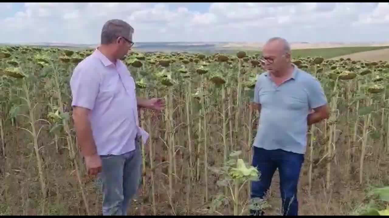 AYÇİÇEĞİ ÜRETİCİLERİ, KOOPERATİFLERİN AÇIKLADIĞI TABAN FİYATINA TEPKİLİ : "ZAYİATIMIZ ÇOK, 16 TL'NİN ALTINDA OLMAMALI"