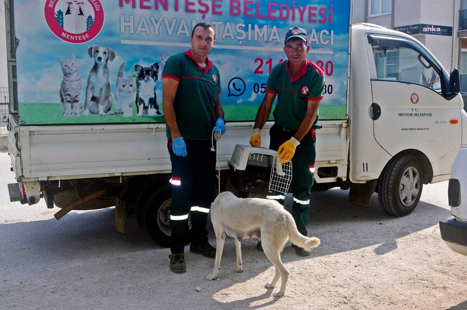 MENTEŞE BELEDİYE EKİPLERİ 5 YAVRU KÖPEĞİ KURTARDI