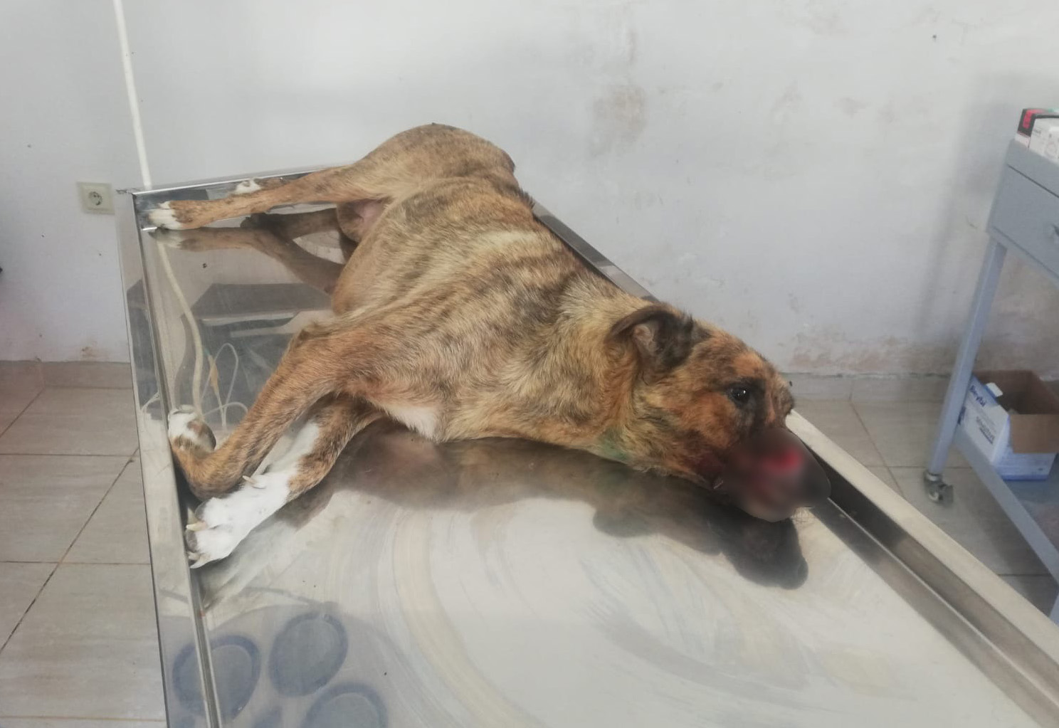 AĞZI VE BURNU DOMUZ TARAFINDAN PARÇALANAN KÖPEĞİN İMDADINA, MERSİN BÜYÜKŞEHİR YETİŞTİ
