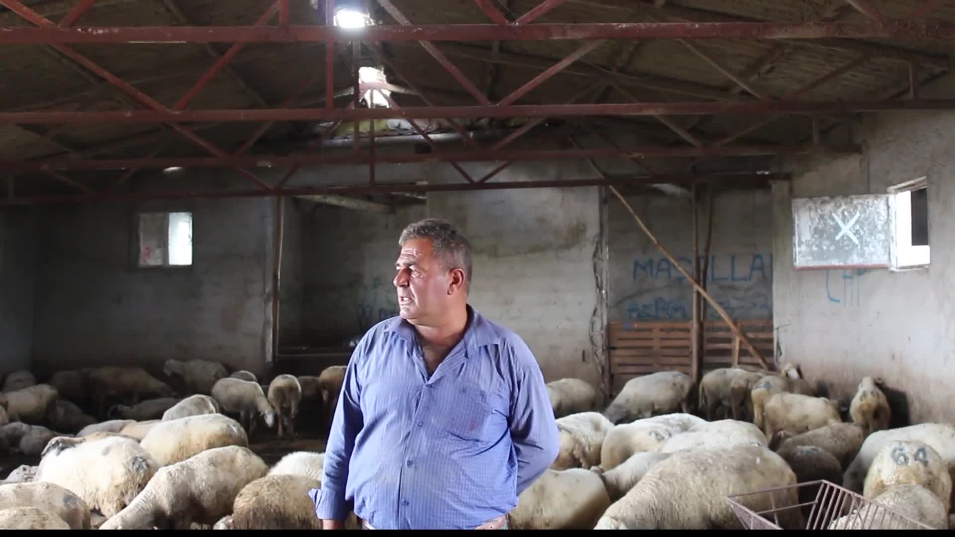 AFYONKARAHİSARLI BESİCİ: HAYVANLARIMI DOYURAMAZ DURUMA GELDİM. SATACAĞIM, KİMSE ALMIYOR