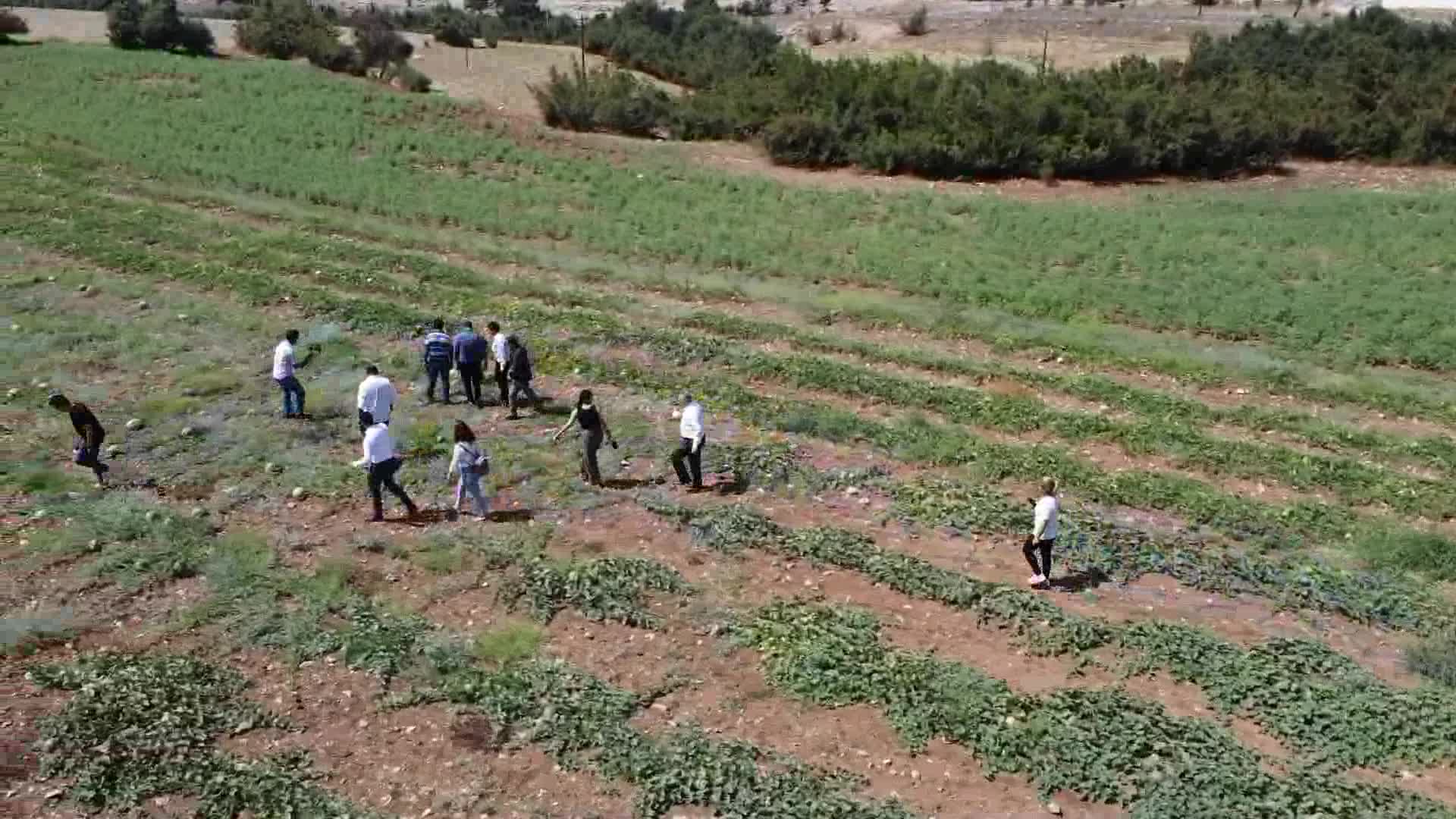 TARSUS BELEDİYESİ, HASADI YAPILAN KARPUZLARI HALKA ÜCRETSİZ DAĞITACAK