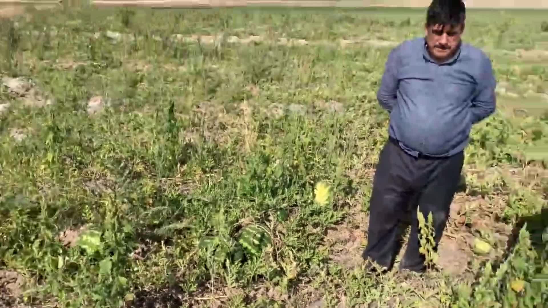 NİĞDELİ ÜRETİCİ: "KARPUZUN FİYATI 60 KURUŞA KİMSE ALMIYOR. BU YIL KARPUZ EKEN SENEYE KARPUZ EKMESİNİN İMKANI YOK"